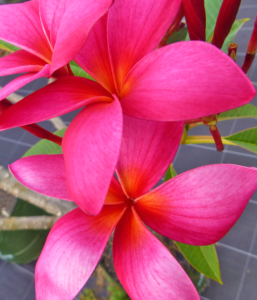 Advanced Trees - FrangiPlants - Frangipani wholesale specialists